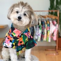 Hawaiian print dog shirt by Dog Threads Hawaiian print dog shirt by Dog Threads